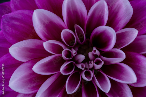 Narrow focus closeup of purple dahlia flower