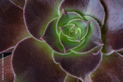 Closeup of green and purple succulent plant leaves
