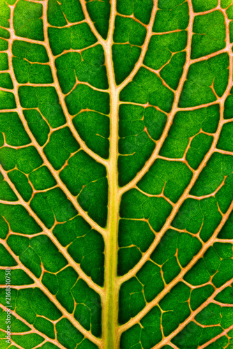 Closeup of green leaf veins and structures