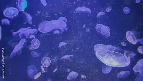 Canvastavla Group of translucent moon jellyfish swimming in deep blue glowing water inside g
