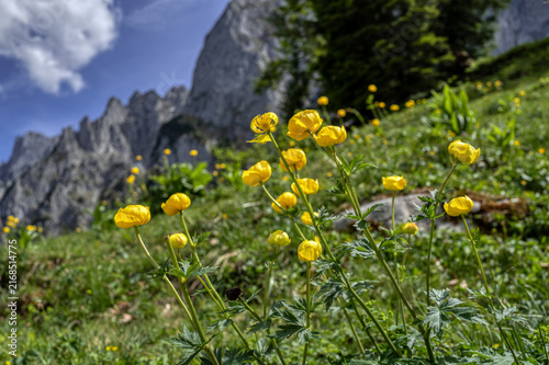 Trollblumen im Gebirge