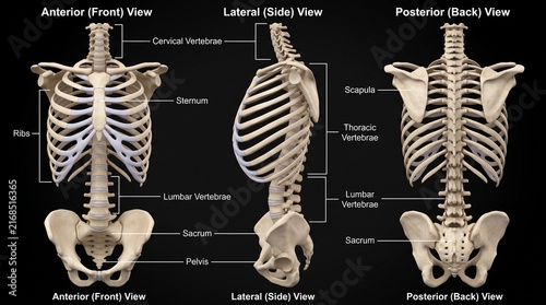 Fotografía Human torso skeleton anatomy front side and back views