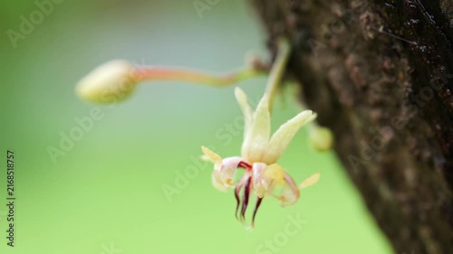 Extreme close-up of a small white cacao flower blooming directly on the cocoa tree trunk, showing its delicate petals and structure.	