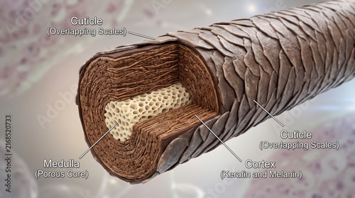 Cross section of human hair strand showing internal anatomy