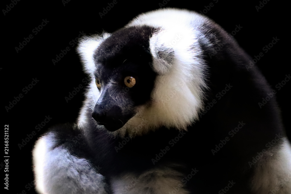 Naklejka premium Close-Up The black-and-white ruffed lemur (Varecia variegata) isolated on black background