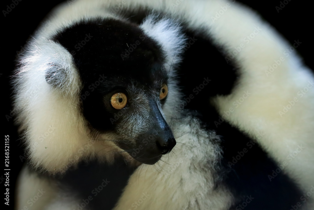Naklejka premium Close-Up The black-and-white ruffed lemur (Varecia variegata) isolated on black background