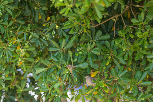 Foto Moineau domestique au sol entouré d'autres moineaux dans un pittosporum du Japon