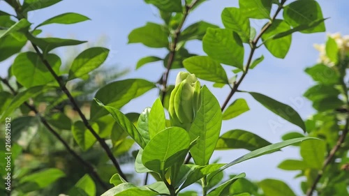 Cape jasmine, Gardenia Jasminoides, flower blooming sway in the wind in garden.
