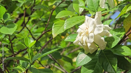 Cape jasmine, Gardenia Jasminoides, flower blooming sway in the wind in garden.