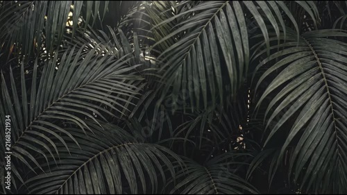 Dark Tropical Palm Leaves Lush Foliage Background.