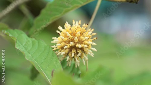 Close-up view of kratom (Mitragyna speciosa) flower blooming on a branch, showing round spiky flower clusters in early and mature bloom stages, tropical herbal plant native to Southeast Asia.	
