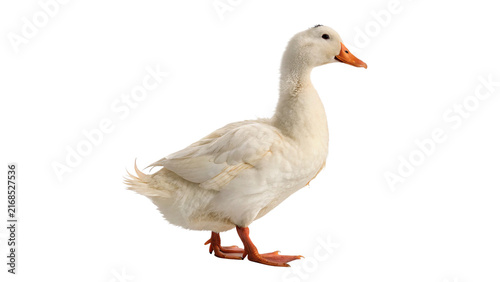 Fotografía A white domestic goose standing full length isolated on transparent background