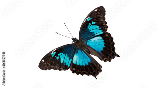 Cuadro en lienzo Exotic blue morpho butterfly with open wings isolated on transparent background