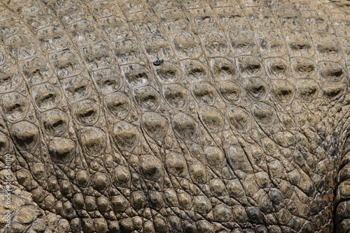 Close-up the texture of crocodile back skin, a Crocodile skin pattern