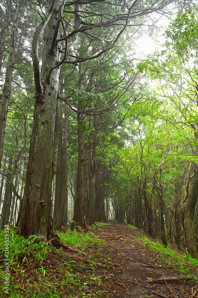 Obraz premium 伊豆半島 伊豆山稜線歩道の伽藍山付近 夏の森を歩く登山道 