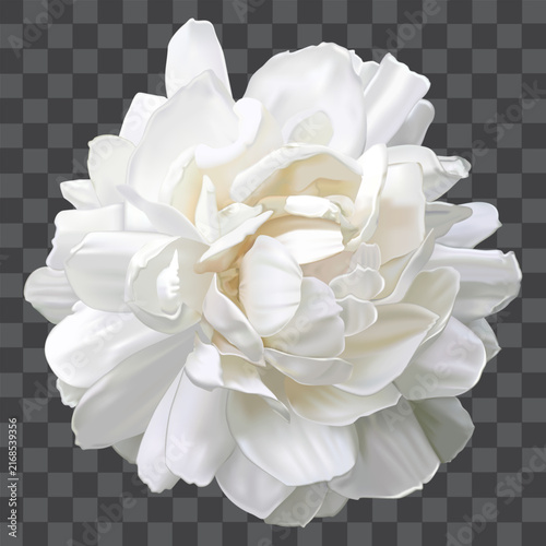 Jasmine white flower for mother's day on grey checkered background vector