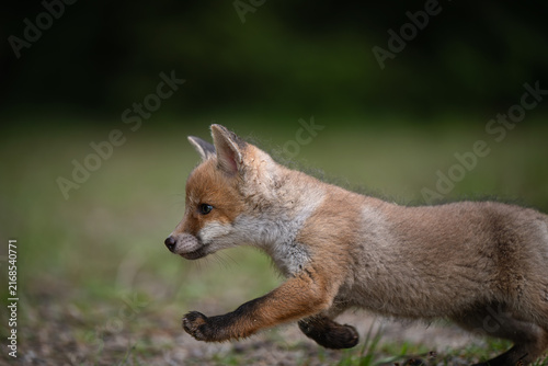 Cuadro en lienzo Playful young red fox pup Vulpes vulpes running through green grass on a meadow in spring