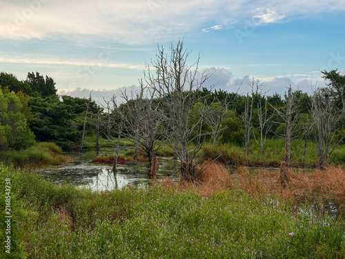 Foto Coastal wetland with marsh vegetation, standing dead trees and reflective water beneath a dramatic sky at Fort Macon State Park in Atlantic Beach, North Carolina