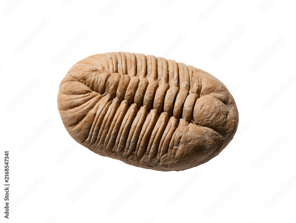 Naklejka premium Ancient fossilized trilobite in stone isolated on transparent or white background, png