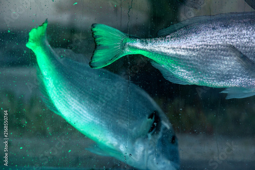 Live Sea Fish Swimming Under Neon Blue Purple and Green Lighting
