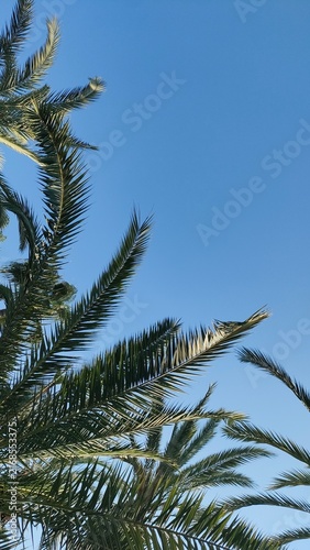 Green palm fronds against clear blue sky, tropical foliage background with generous copy space