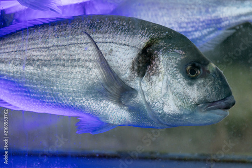 Live Sea Fish Swimming Under Neon Blue Purple and Green Lighting