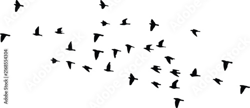 Tapety artystyczne Spread Flock of Flying Birds Silhouette Vector