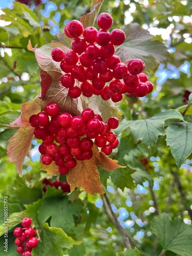 Foto Ripe red viburnum berries growing in dense clusters among green leaves on a sunn