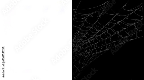 Spooky spider web illustration on black background, intricate cobweb design for Halloween, dark gothic spiderweb graphic for horror themes