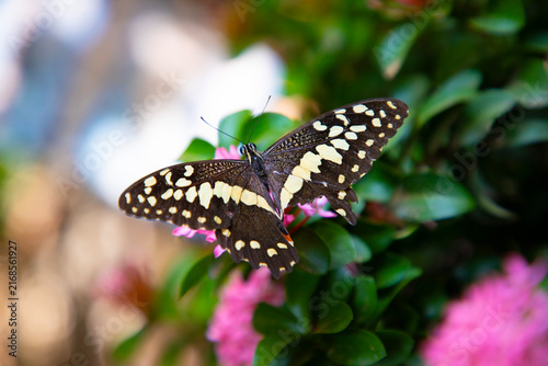 la ballade d'un papillon dans les fleurs 