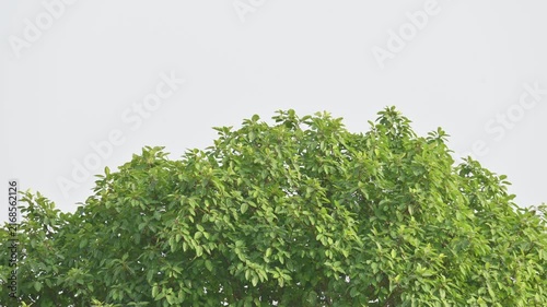 Ficus racemosa tree. Its common name is cluster fig, red river fig, udumbara, audumbara and gular. It is a species of plant in the mulberry family Moraceae.

