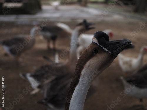 Quadro su tela Close Up Head Profile of Domestic Chinese Goose in Flock