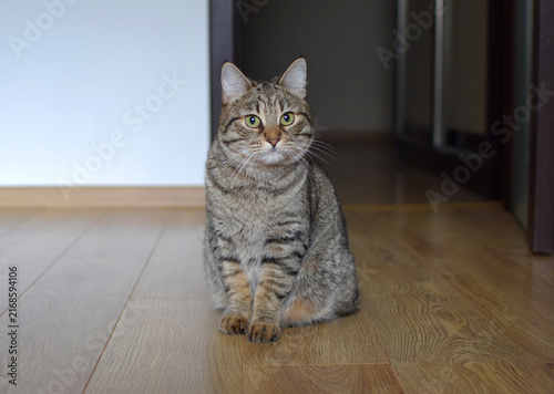 Obraz na plátně A close-up of a tabby domestic cat in a home setting