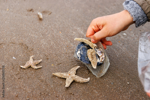 Person removing broken glass from North Sea beach beside common starfish