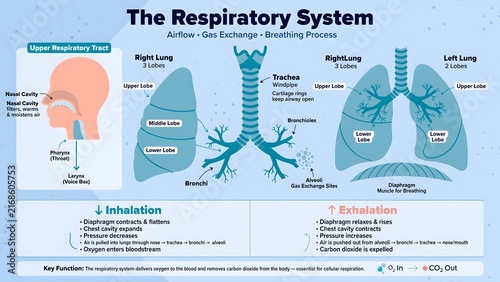 Detailed Diagram of the Human Respiratory System Anatomy.