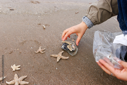 Person removing broken glass from North Sea beach beside common starfish