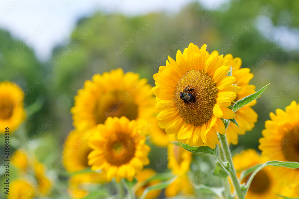 Fototapeta premium Carpenter bee collecting nectar on bright yellow sunflower in bloom with green bokeh background in sunny summer field