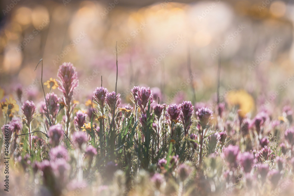 Naklejka premium Sunny meadow