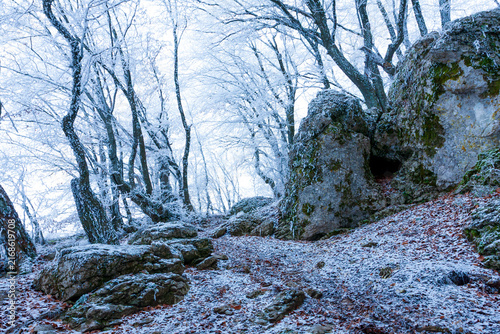 Frozen forest path with snow-covered trees and mossy rocks