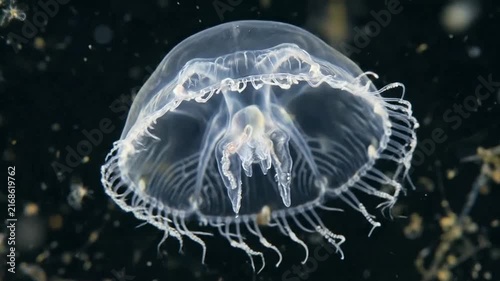 Deep Sea Jellyfish Floating with Bioluminescent Glow