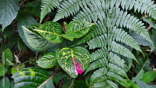 Green Tropical Leaves with Fern and Veined Patterns