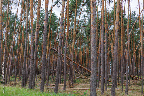 Fotografía Fallen and leaning Scots pine trunks cross between standing trees in a forest damaged by powerful wind