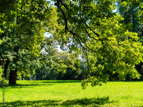 Fotografía green branch of oak tree over sunlit meadow