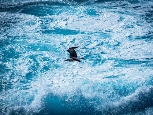 Принти на полотні Seabird flying above foaming ocean waves