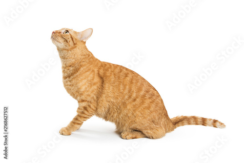 Curious Tabby Orange Cat Looking Up