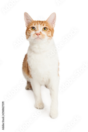 Domestic Shorthair Tabby Cat Looking Up
