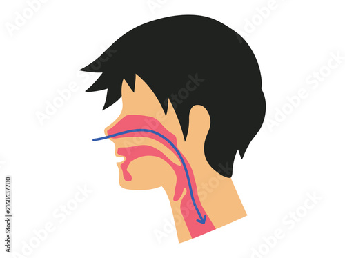 Normal Breathing or Airway during Sleep