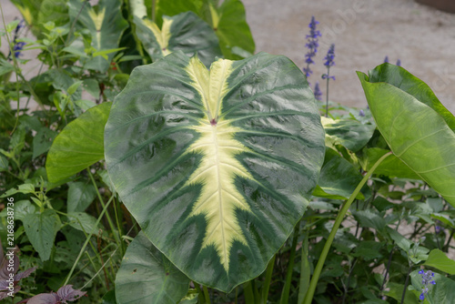 Canvas Print glossy green elephant ear leaf (Colocasia esculenta), featuring a prominent crea