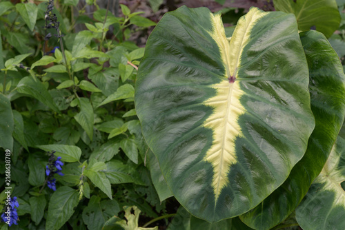 Fotografie glossy green elephant ear leaf (Colocasia esculenta), featuring a prominent crea