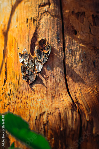Obraz na płótnie Bracket fungi growing on weathered wood with a rustic textured surface